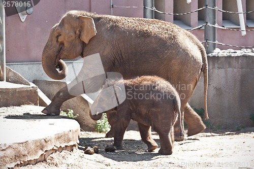 Image of Elephant