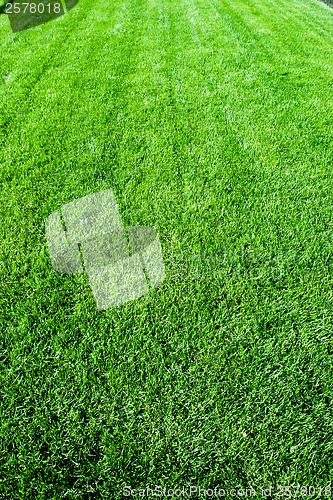 Image of Green grass