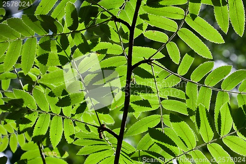 Image of Leaves background