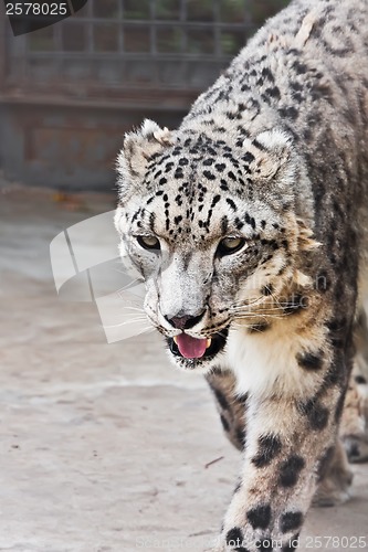 Image of Snow Leopard