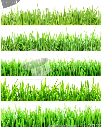 Image of Green grass