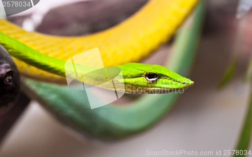 Image of Oxybelis snake