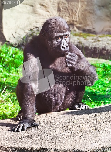 Image of Gorilla