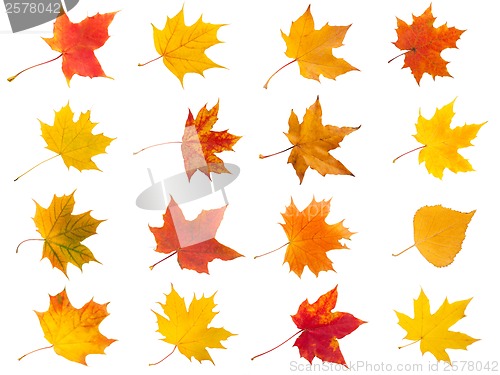Image of Maple leaves
