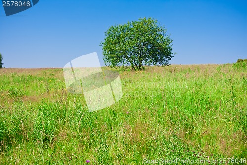 Image of Tree and field