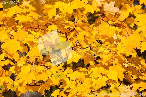 Image of Autumn