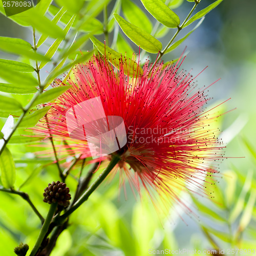 Image of Callistemon