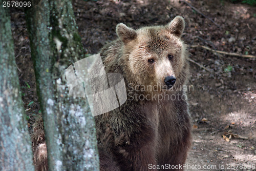 Image of Brown bear