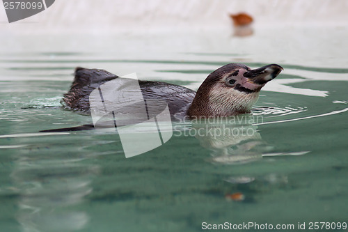 Image of Penguin portrait