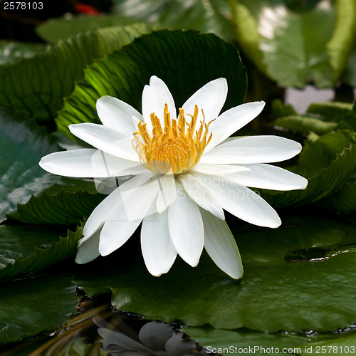 Image of Waterlily