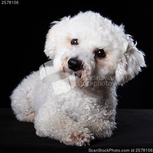 Image of Bichon portrait