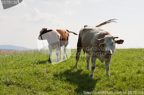 Image of Cow on the pasture