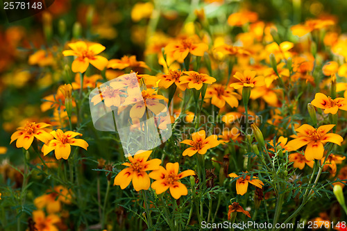 Image of Small orange flowers