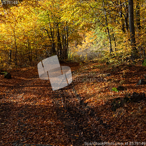 Image of Autumn still life