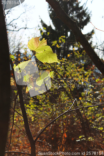 Image of Green leaf with backlighting