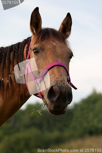 Image of Quarter horse