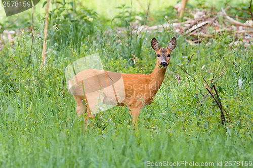 Image of Young doe