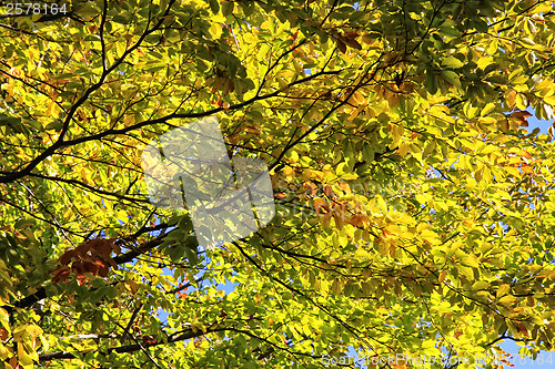 Image of Autumn leaves on a tree background