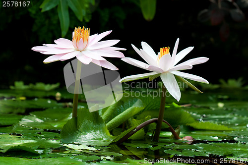 Image of Waterlily