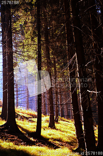 Image of Autumn coniferous forest