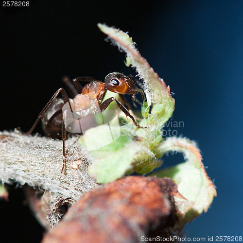 Image of Ant