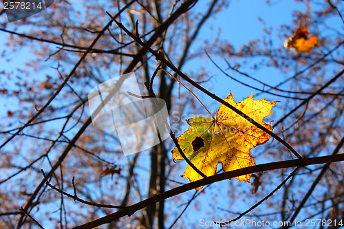 Image of Autumn maple leaf