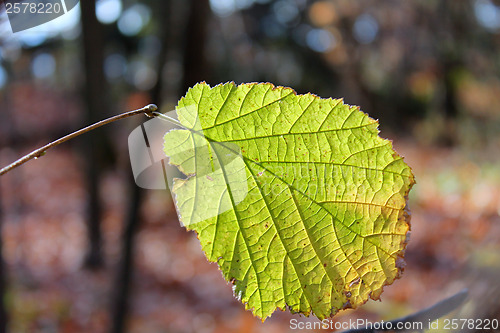 Image of Green leaf with backlighting