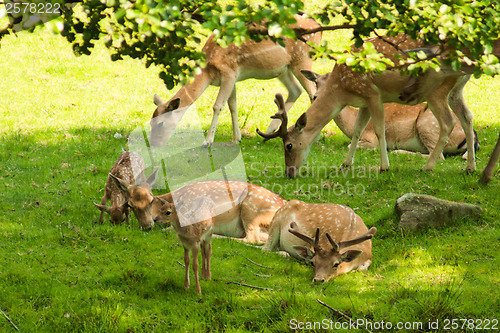 Image of A herd of fallow deer in the wild