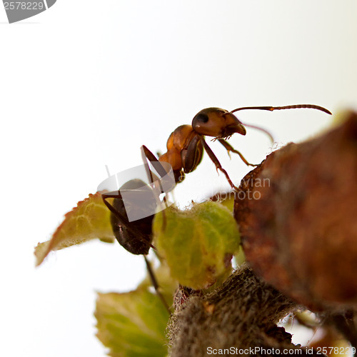 Image of Ant