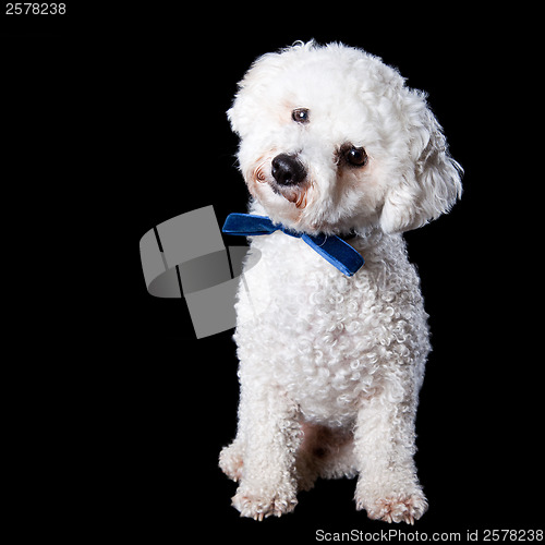 Image of Bichon portrait