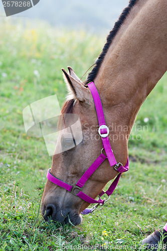 Image of Quarter horse