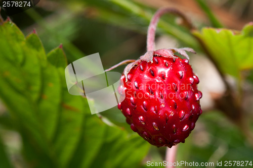 Image of Wild strawberry