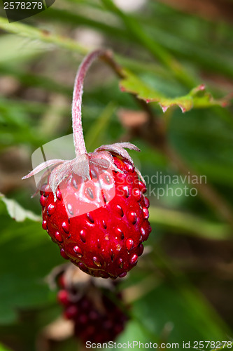 Image of Wild strawberry