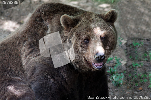 Image of Brown bear