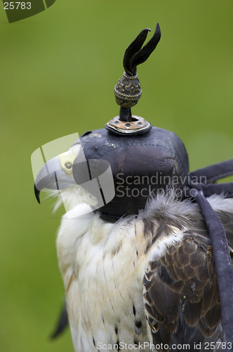 Image of Peregrine and lanner hybrid falcon