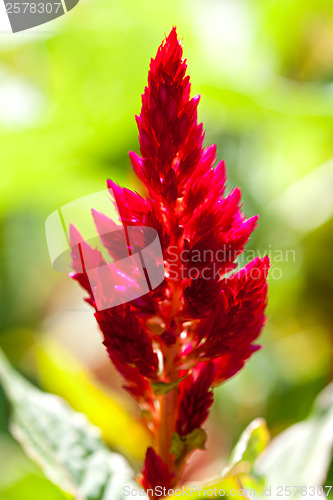 Image of Red tropical flower