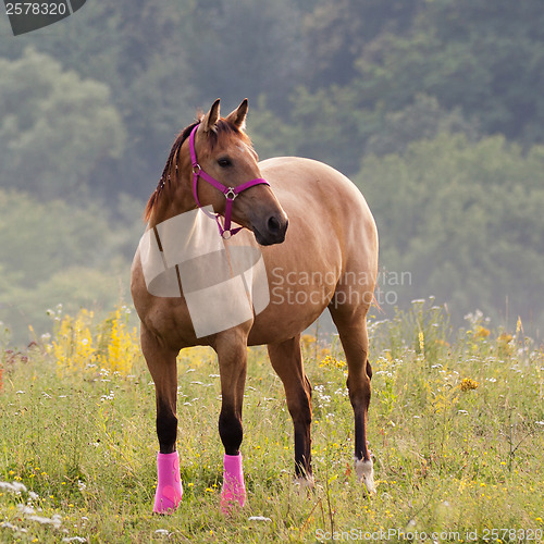 Image of Quarter horse