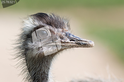 Image of Emu portrait