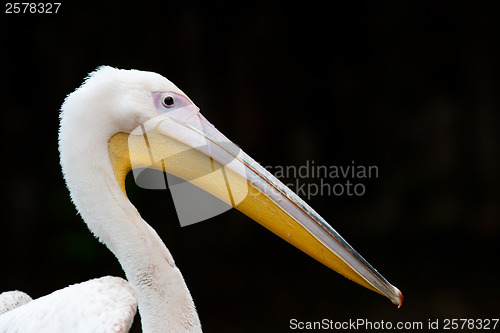 Image of Pelican portrait