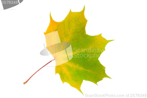 Image of Maple leaf