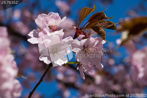 Image of Cherry blossom