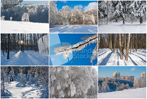 Image of Winter forest