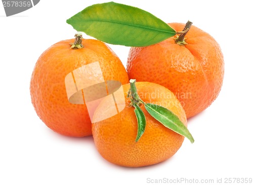 Image of Tangerines