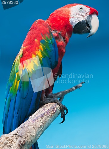 Image of Ara parrot