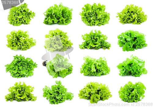 Image of Lettuce