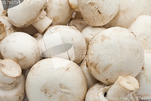 Image of Champignon mushrooms