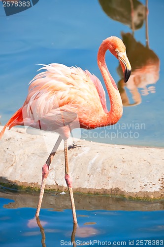 Image of Flamingo