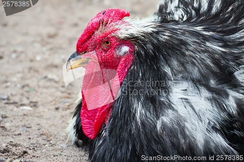 Image of Rooster