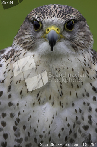 Image of Saker falcon