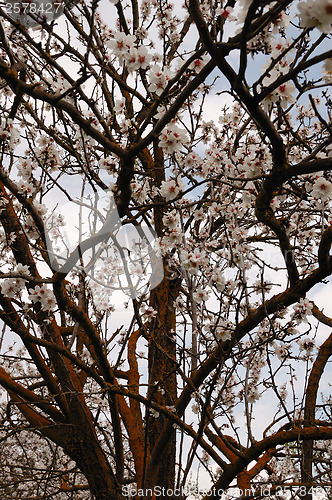 Image of almond tree branches